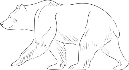 A linear drawing of a bear in motion. Black and white vector image of a bear, made in a minimalistic linear style. The predator is depicted in motion, with smooth contours that emphasize its strength