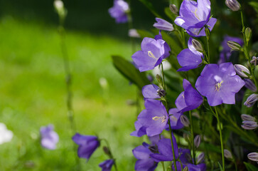 Glockenblume