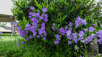 Glockenblume