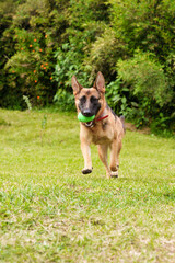 German Shepherd Playing, Running and Jumping with a Green Ball In a Green Field