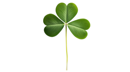 Green four-leaf clover with thin stem, isolated on transparent white background. 