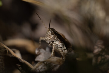 Macro close up of Phaulacridium marginale, NZ grasshopper, amongst ground foliage. It is a short-horned grasshopper in the family Acrididae, and endemic to New Zealand