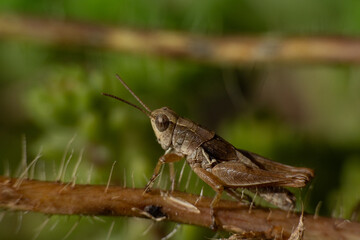 Phaulacridium marginale, NZ grasshopper, with body patterns showing. It is a short-horned grasshopper in the family Acrididae, and endemic to New Zealand