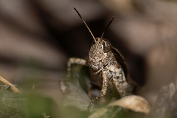 Macro close up of Phaulacridium marginale, NZ grasshopper, amongst ground foliage. It is a short-horned grasshopper in the family Acrididae, and endemic to New Zealand