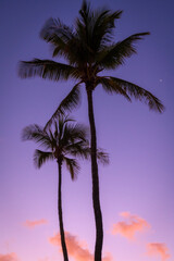 Tropical palm trees swaying in the wind during a gorgeous colorful sunset in paradise. Seen on the island of Kauai near the resort town of Poipu the iconic palm tree evokes warmth and serenity.