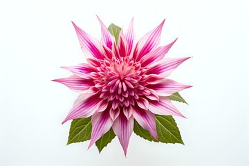 Pink and white dahlia flower with pointed petals and green leaves isolated on white background, macro photography showing detailed floral texture and pattern.