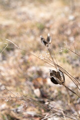 dried tulip bud on dry grass background blurred background