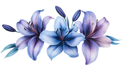 Fototapeta premium Cluster of blue and violet lily flowers, isolated on transparent white background. 