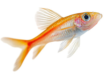 Obraz premium Colorful goldfish swimming gracefully in clear water showcasing vibrant fins and delicate features