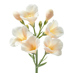 Naklejka premium Beautiful white freesia flowers arranged delicately on a bright background showcasing their natural elegance and charm