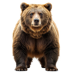 A beautiful  Ferocious brown grizzly bear  with white background. PNG 