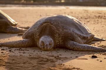 Poipu Beach is a popular place to see green sea turtles. The Hawaiian green sea turtle is one of the world’s largest, with adults weighing upwards of 350 pounds and growing up to four feet in length.