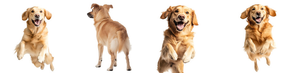Fototapeta premium Happy Jumping Golden Retriever – Isolated on Transparent Background