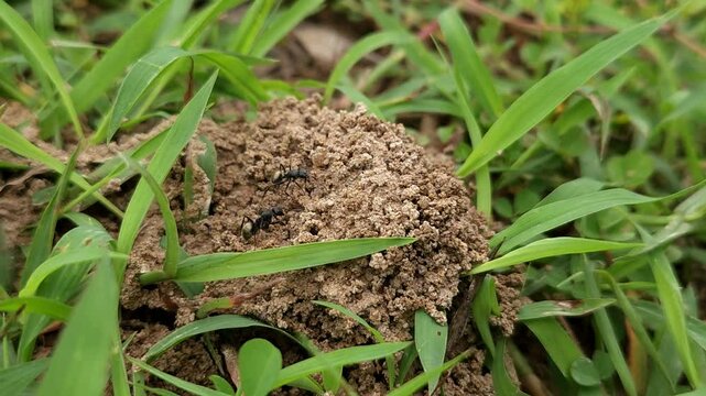 Ant hill