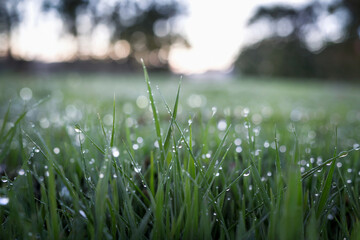 Morning dew glistens on grass blades in a serene outdoor setting at dawn