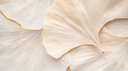 Nature close-up ginkgo biloba leaves botanical aesthetics serene environment soft textures