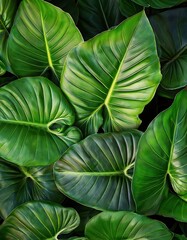 Lush green tropical alocasia leaves creating a vibrant and textured natural background