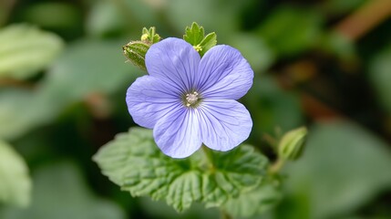 Stunning Closeup of a Delicate Light Purple Flower Blooming in Nature