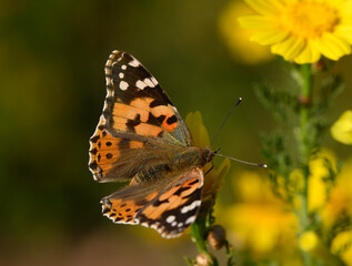 Beautiful orange butterfly resting on vibrant yellow flower in a sunlit garden