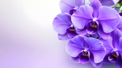 Stunning Purple Orchid Flowers Close Up Bouquet