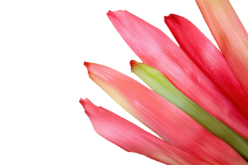 Vibrant pink plant leaves showcased against a white background in a minimalist style highlighting natural beauty and texture