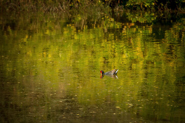 Endangered Hawaiian Moorhen seen in wetland restoration area. Kawaiʻele Waterbird Sanctuary is a man made wetland, created and preserved to provide a healthy habitat for endangered Hawaiian waterbirds