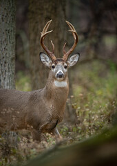 White-tailed deer buck in a forest