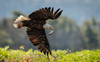 Bald Eagle fishing in a lake