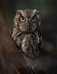Eastern screech owl in a tree