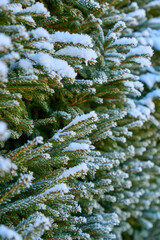 Frost-Covered Evergreen Branches in Winter