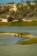 'Alae ke'oke'o (Hawaiian Coot) are endemic to Hawai'i. Kawaiʻele Waterbird Sanctuary is a man made wetland, created and preserved to provide a healthy habitat for endangered Hawaiian waterbirds.