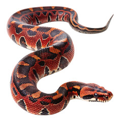 Striking Red and Black Snake in Profile
