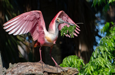 Roseate spoonbill in Florida 