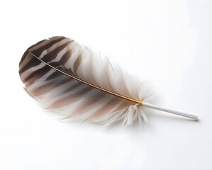 Macro Photography of an Owl Feather