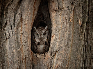 Eastern screech owl in a tree