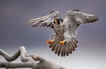 A peregrine falcon in New Jersey