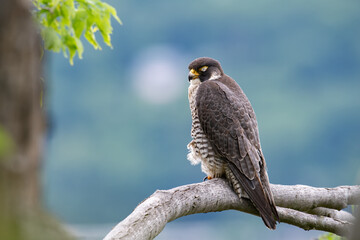 A peregrine falcon in New Jersey