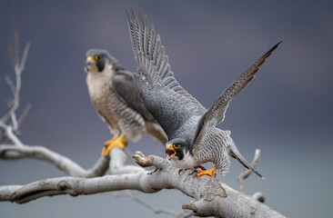 A peregrine falcon in New Jersey
