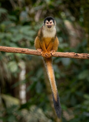 Squirrel monkey in Costa Rica 