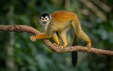 Squirrel monkey in Costa Rica 