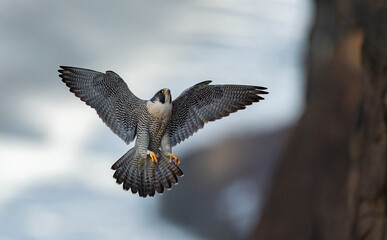 A peregrine falcon in New Jersey