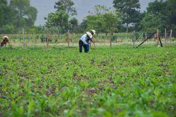 fertilizaci&oacute;n de ma&iacute;z - Agriculture