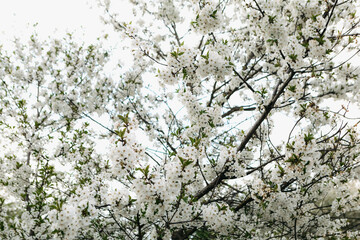 White flowers blooming on tree branches against a bright sky, creating a serene and beautiful springtime scene filled with vibrant colors and fresh life