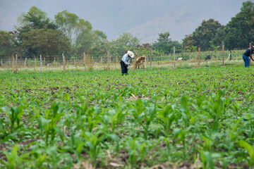 Siembra y fertilizaci&oacute;n de Ma&iacute;z - Agricultura