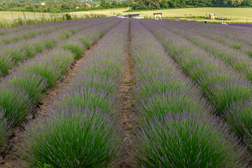Long rows of purple lavender growing in a field on a farm create a beautiful and fragrant...