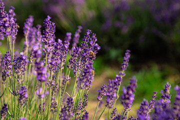 Honey bee collecting nectar and pollen from vibrant lavender flowers, contributing to the ecosystem and the production of honey and essential oils in a picturesque field