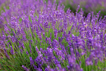 Lavender flowers are blooming in a large field, creating a beautiful and relaxing purple background with their vibrant violet color and soft texture