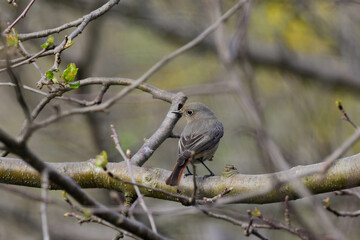 Phoenicurus ochruros, Redstart Female, Back, Side View, Detailed Close-up. Common black redstart Perching on a Tree Branch. Spring Season, Romania Wildlife 