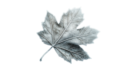 Frozen maple leaf showing winter's icy grip on transparent background