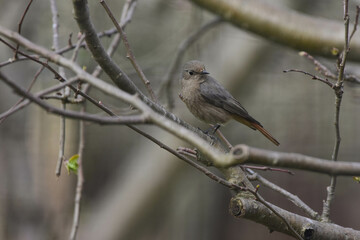 Phoenicurus ochruros, Black Redstart Female, Side View, Detailed Close-up. Black Redstart Female Perching on a Tree Branch. Spring Season, Romania Wildlife 